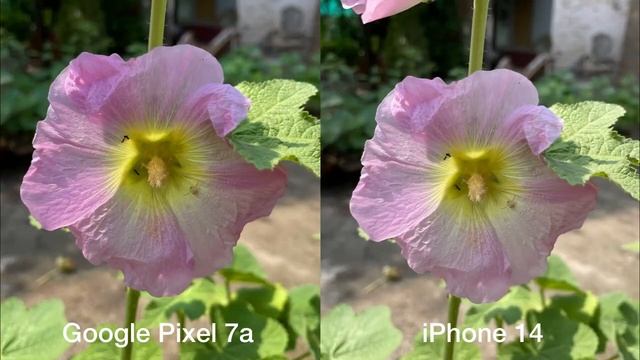 Google Pixel 7a Vs IPhone 14 Camera Test