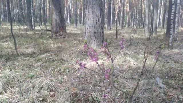 Первоцветы Урала - волчеягодник смотреть онлайн