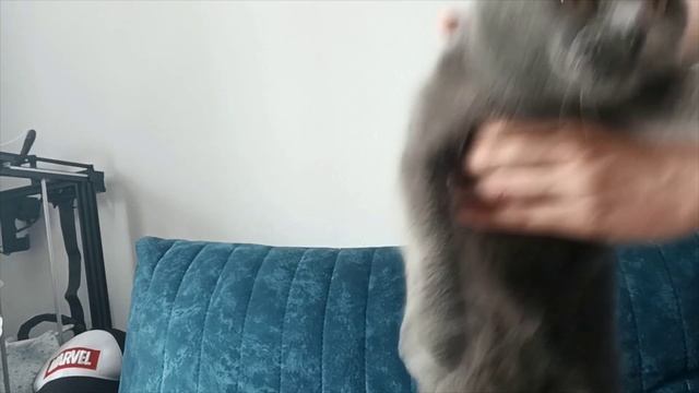 Кошачий танец (Sad Cat Dance)