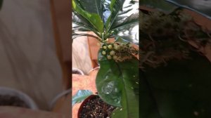 Размножение кротонов (кодиеумов) семенами. Опыление Кротона, получение семян