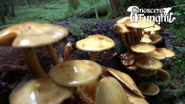 Conoscere i Funghi: Pholiota aurivella [ NON COMMESTIBILE ] смотреть онлайн