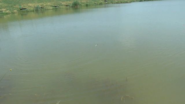 Крым. Вилино. Приехали ловить карася, но от карпа нет отбоя смотреть онлайн