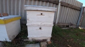 Лучший улей 2020, уже не рут. Опрос 1600 пчеловодов.