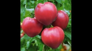 Томат «Сахарный бизон» описание