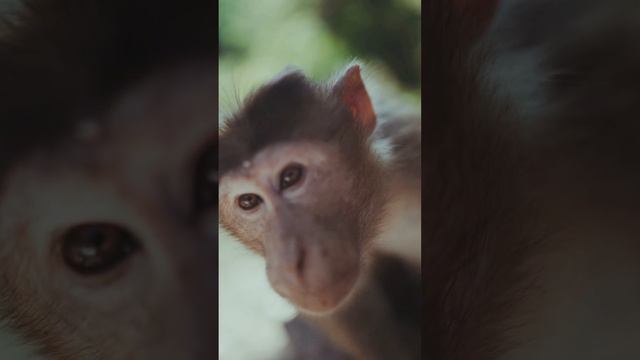 Những khoảng khắc đáng yêu trong thế giới động vật смотреть онлайн