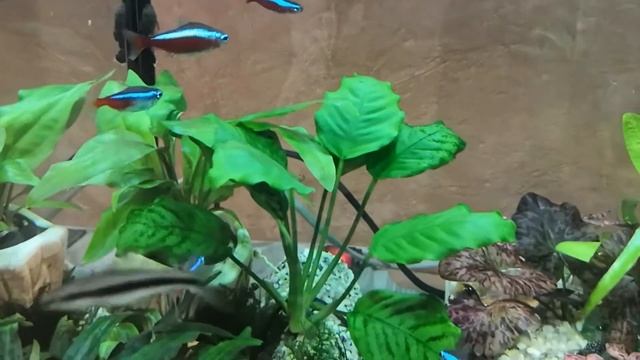 Аквариум Небольшой обзор смотреть онлайн