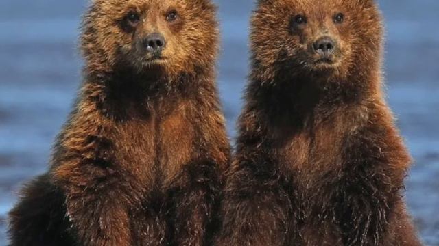 Жили два близнеца в материнской утробе смотреть онлайн