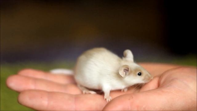 Крем-брюле 1000 смотреть онлайн