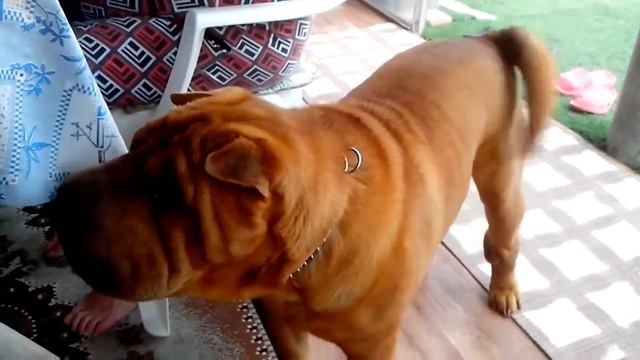 Говорящая собака. Talking dog смотреть онлайн