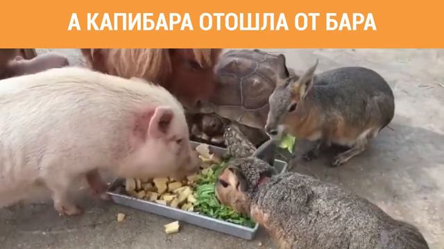 А капибара отошла от бара! смотреть онлайн