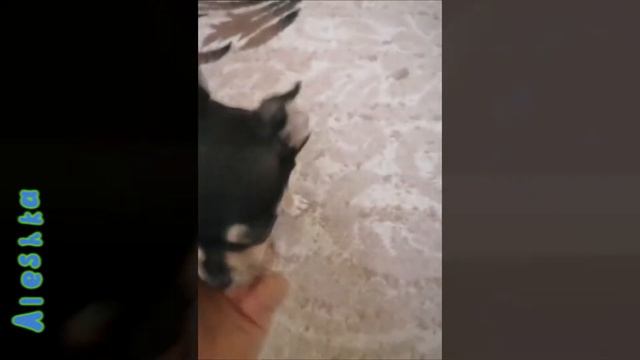 Милые щенки. смотреть онлайн