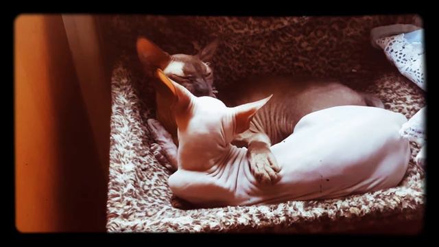 Смешные Сфинксы смотреть онлайн