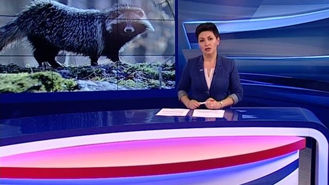 Новый случай бешенства зафиксирован в Пошехонском районе смотреть онлайн