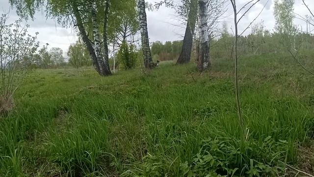 Жужа и полевые цветы 160522 смотреть онлайн