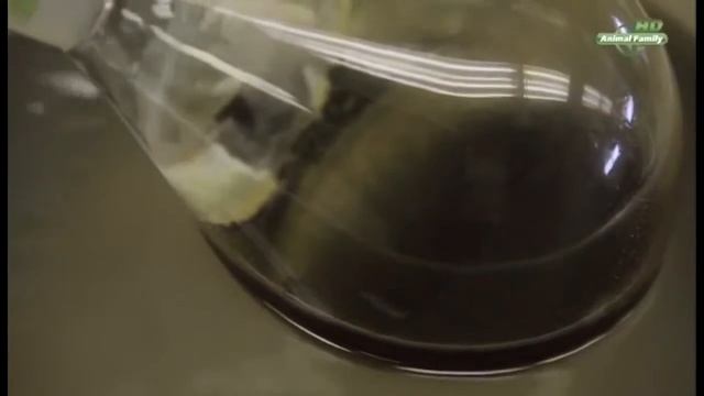 Лекарство из верблюжей мочи///смотреть всем. смотреть онлайн