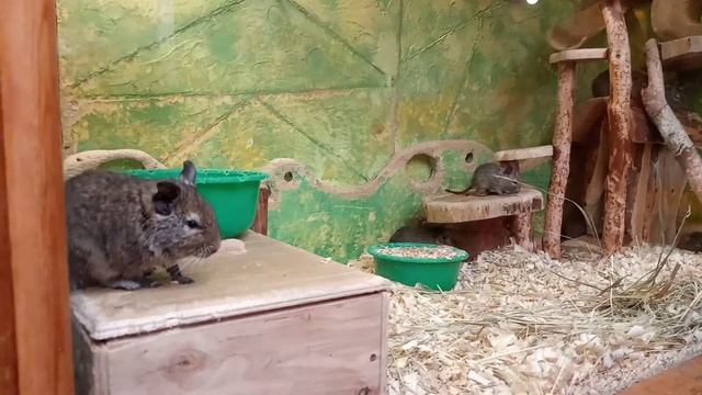Воронежский зоопарк. Дегу- кустарниковая белка смотреть онлайн