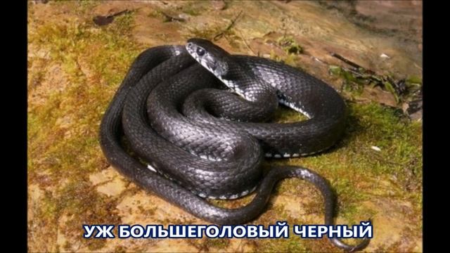 ВИДЫ УЖЕЙ И ИХ ОТЛИЧИЕ ОТ ГАДЮКИ . смотреть онлайн