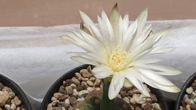 Цветение Gymnocalycium Denudatum AH-344 (time-lapse)