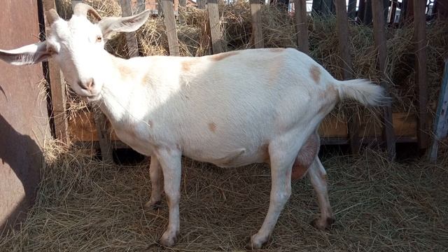 Какой породы у меня козы? Поговорим о породе наших коз! смотреть онлайн