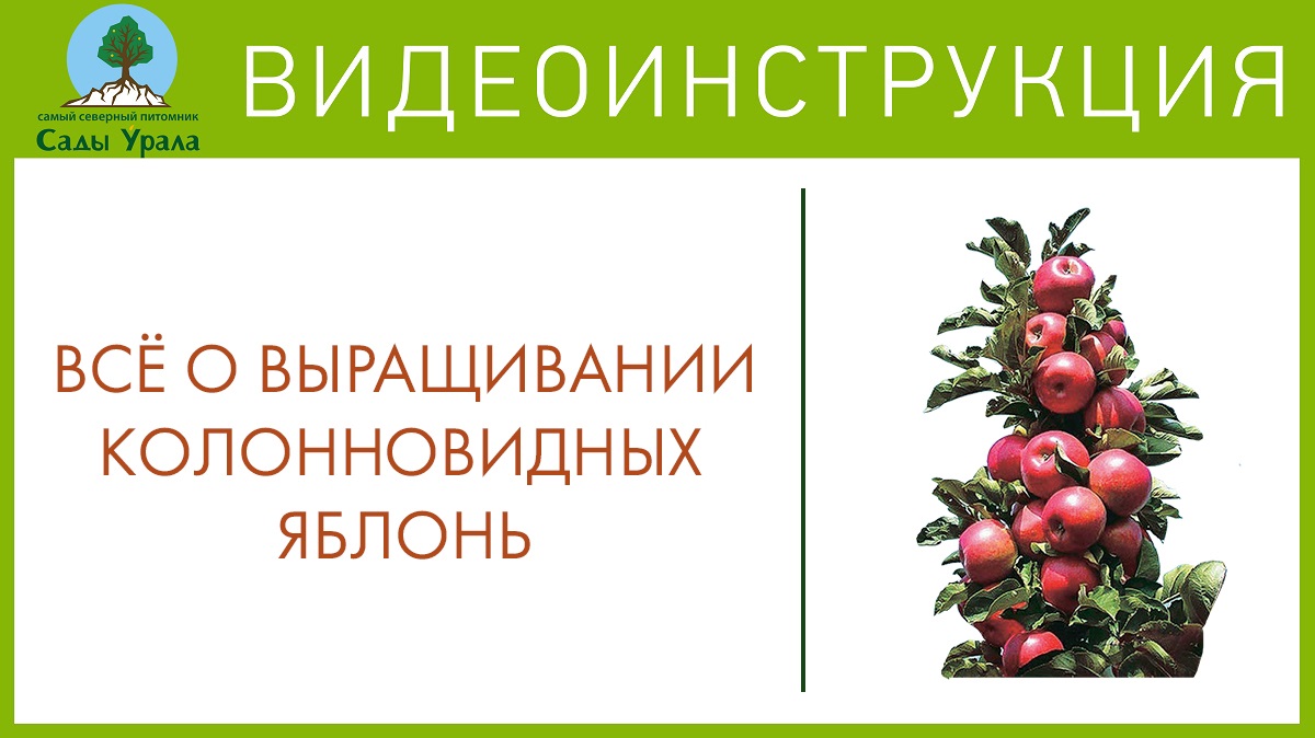 Колонновидные яблони - посадка и уход. Телепередача Земля Уральская. Архив 2011 год смотреть онлайн