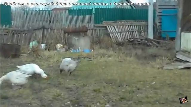 Проблема с ветслужбой для домашней птицы в большом городе, или как я лечила Стёпу-гусака смотреть онлайн