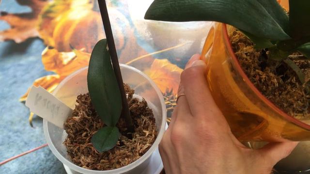 Будда и Каода последняя обработка орхидей биоглобином. смотреть онлайн