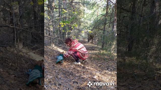 Красивая природа/ Собираем грибы в хвойном лесу. смотреть онлайн