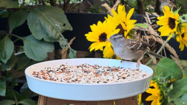 Cat TV for Cats to Watch 😺🐦 Garden birds, squirrels, sunflowers 🌻 8 Hours(4K HDR) смотреть онлайн