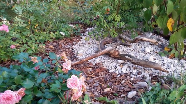 Обзор сада в сентябре. Подготовка роз к хорошей зимовке. смотреть онлайн