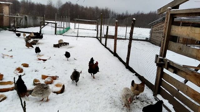 #100 Декабрь - студень. #декабрь #село #ночь_становится_короче_а_день_растет