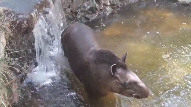 Сафари парк. Тель-Авив. Кто это смотреть онлайн