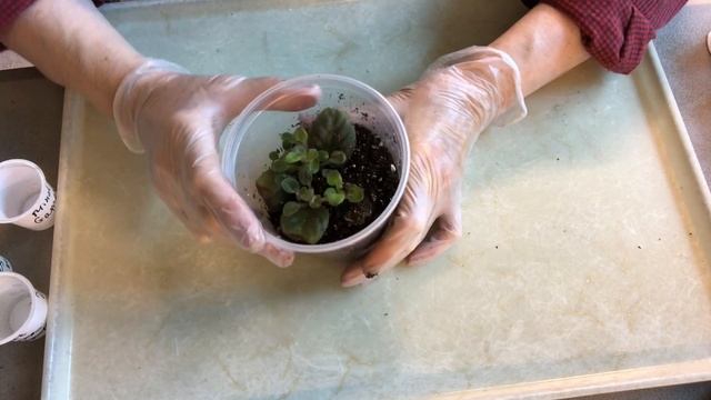 ФИАЛКИ. Рассаживаю деток в индивидуальные стаканчики. На что нужно обращать внимание. смотреть онлайн