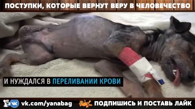 Видео, которое вернет веру в человечество / добрые поступки / спасение животных смотреть онлайн