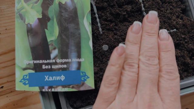 Посев ПЕРЦА и БАКЛАЖАНА в Феврале. Баклажаны: посев семян и выращивание рассады. Сад и огород. смотреть онлайн