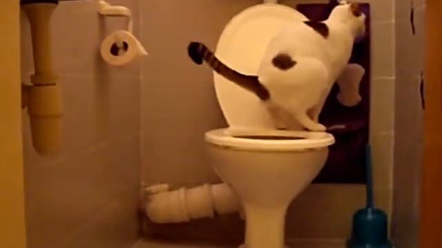 Котэ Срет) смотреть онлайн