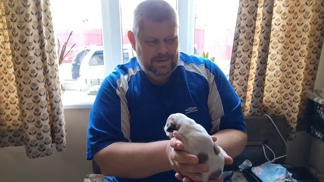Собачья жизнь / Купирование хвостов и ушей / часть 2 смотреть онлайн