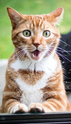 Самый лучший смешные котики/ the best funny cats