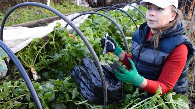 Урожай дайкона и редьки в ноябре смотреть онлайн
