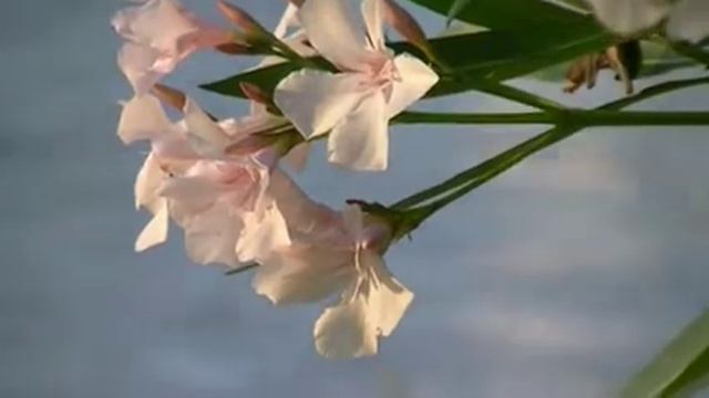Nerium Oleander Flower!!! смотреть онлайн
