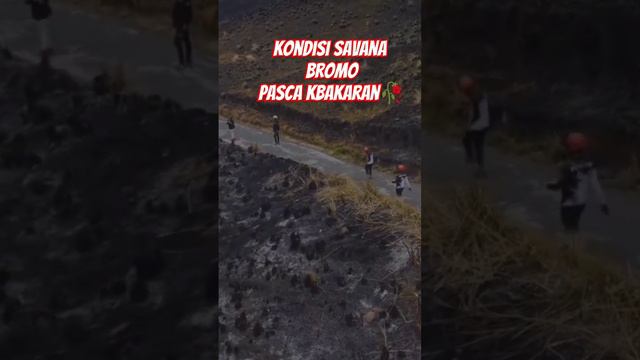 KONDISI SAVANA BROMO PASCA KEBAKARAN смотреть онлайн