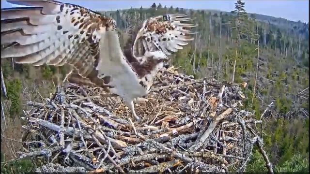 Скопа. Эстония. смотреть онлайн