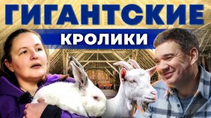 Кроличья ферма без вложений. Мясные кролики. Козья ферма. Бизнес в деревне. Андрей Даниленко