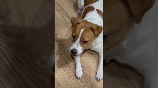 Ванилька проситься гулять ??❤️ смотреть онлайн