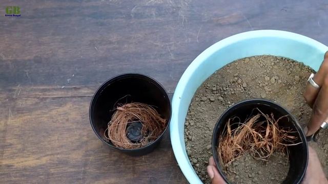 Sansevieria trifasciata hahnii, dwarf snake plant propagation by division смотреть онлайн