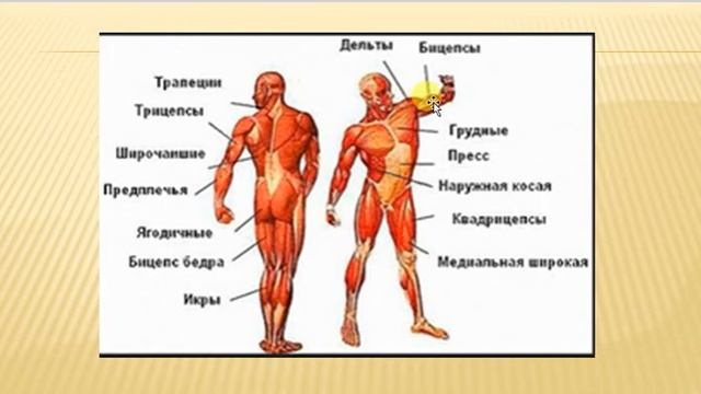 Tana orqa va yelka qismi qanday mushaklaran iborat смотреть онлайн