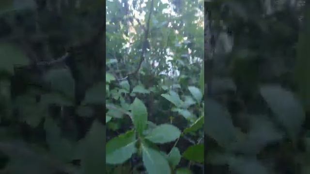 Fringe tree with fruit (Chionanthus virginicus) смотреть онлайн