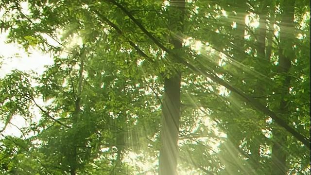 музыка природы-пение птиц-Звуки Леса-для релаксации, сна-Медитации-Relax смотреть онлайн