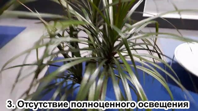 ТОП 5 причин, почему МОРЩИТСЯ замиокулькас. ТОП ошибок в уходе за замиокулькасом смотреть онлайн