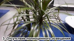 ТОП 5 причин, почему МОРЩИТСЯ замиокулькас. ТОП ошибок в уходе за замиокулькасом