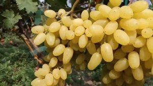 Сорт винограда кишмиш Алекс висит, не портится 25 августа 2021г. Виноградник Щереденкова В  А